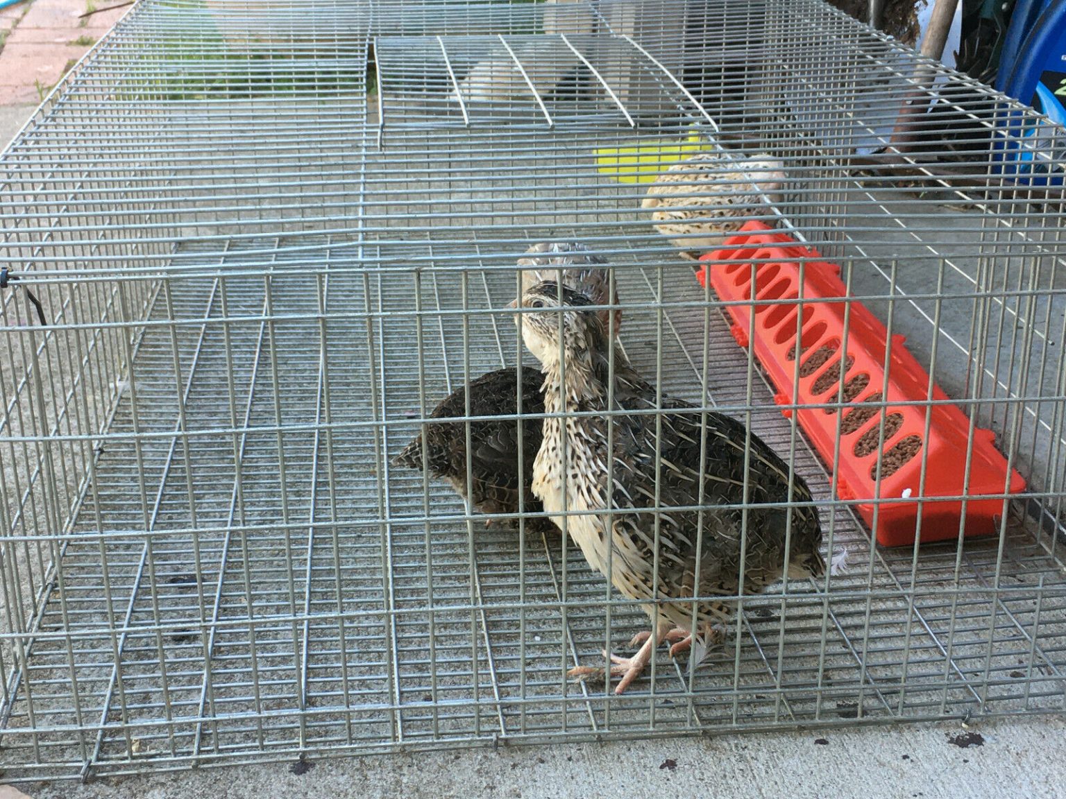 Cages for Quail farming Madees Pet Supplies